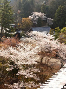 P4079802shuusei.JPG