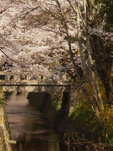 P4079826shuusei.JPG