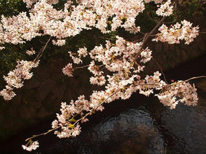 P4079868shuusei.JPG