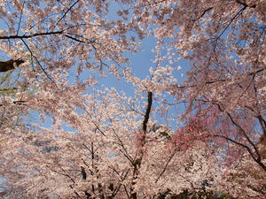 P4070050shuusei.JPG