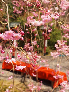 P4070112.shuuseiJPG.jpg