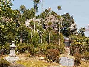 P4070127shuusei.JPG