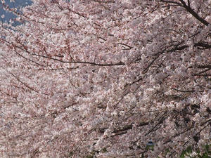 P4070159shuusei.JPG