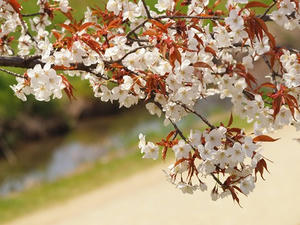 P4070183shuusei.JPG