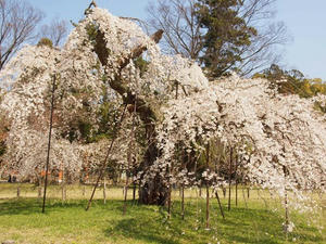 P4070188shuusei.JPG