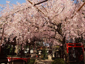 P4070245shuusei.JPG
