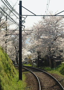 P4070266shuusei.JPG