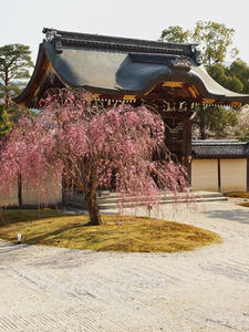 P4070352shuusei.JPG