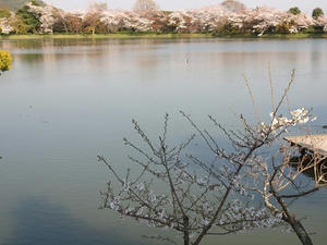 P4070360shuusei.JPG