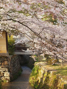 P4070416shuusei.JPG