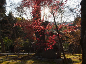 P4070418shuusei.JPG