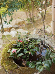 P4070431shuusei.JPG