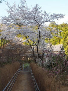 P4070444shuusei.JPG
