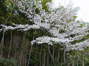 P4070463shuusei.JPG