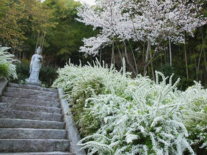 P4070460shuusei.JPG