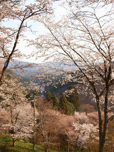 P4080690shuusei.JPG