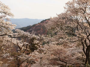 P4080723shuusei.JPG