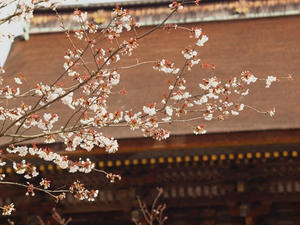 P4080759shuusei.JPG