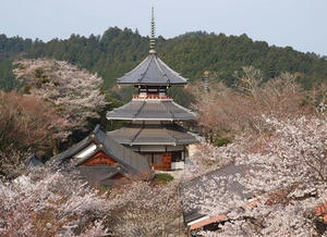 P4080749shuusei.JPG