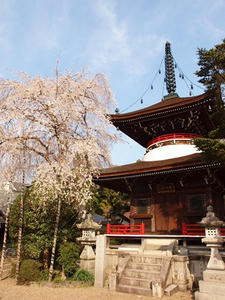 P4080776shuusei.JPG