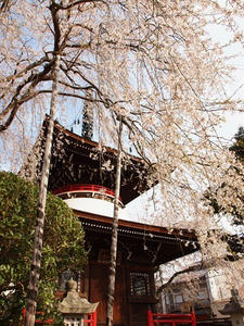 P4080778shuusei.JPG