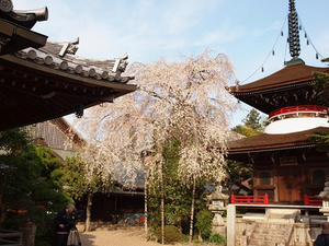 P4080779shuusei.JPG