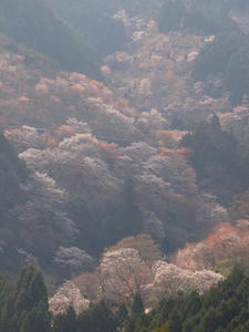 P4080809shuusei.JPG