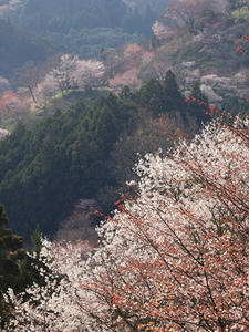 P4080816shuusei.JPG