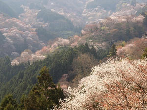 P4080836shuusei.JPG