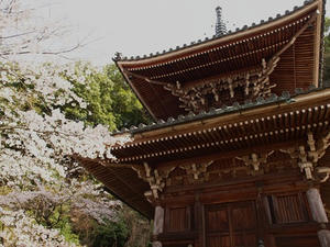 P4080957shuusei.JPG
