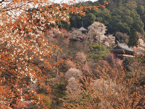 P4080891shuusei.JPG