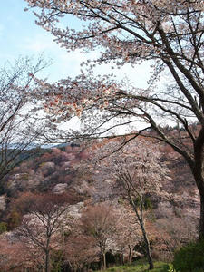 P4080874shuusei.JPG