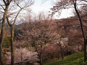 P4080857shuusei.JPG