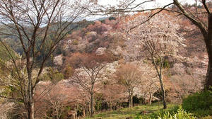 P4080871shuusei.JPG