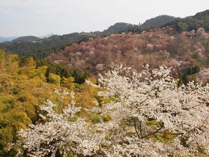 P4080966shuusei.JPG