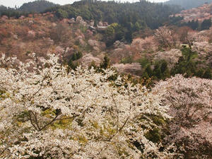 P4080967shuusei.JPG