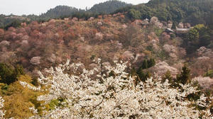 P4080970shuusei.JPG