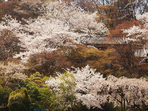 P4081036shuusei.JPG