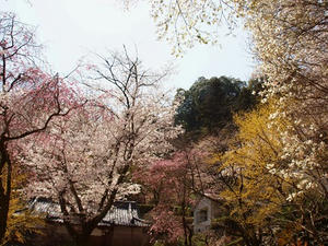 P4081049shuusei.JPG