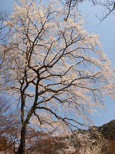 P4081060shuusei.JPG