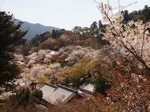 P4081076shuusei.JPG