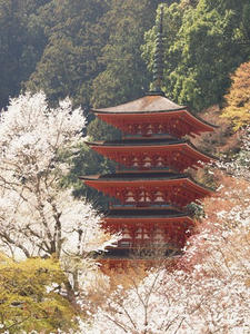 P4081089shuusei.JPG