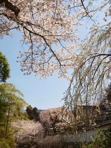 P4081127shuusei.JPG