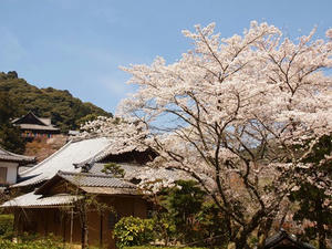 P4081128shuusei.JPG