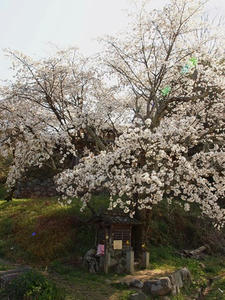 P4081171shuusei.JPG
