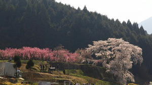 P4081177shuusei.JPG