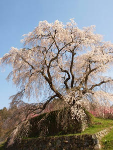 P4081186shuusei.JPG