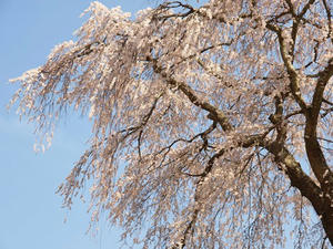P4081188shuusei.JPG