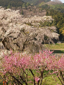 P4081218shuusei.JPG
