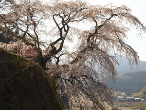 P4081224shuusei.JPG